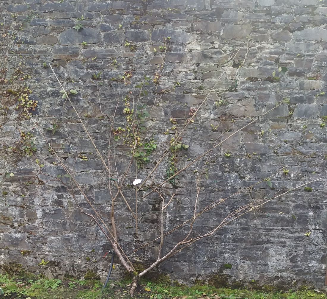 pear tree growing in espalier style