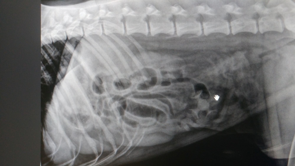 x ray of dog intestines
