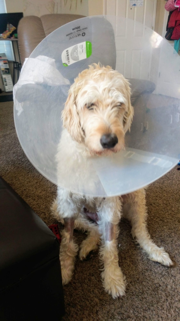 A tan goldendoodle with a cone on his head and shaved ankles