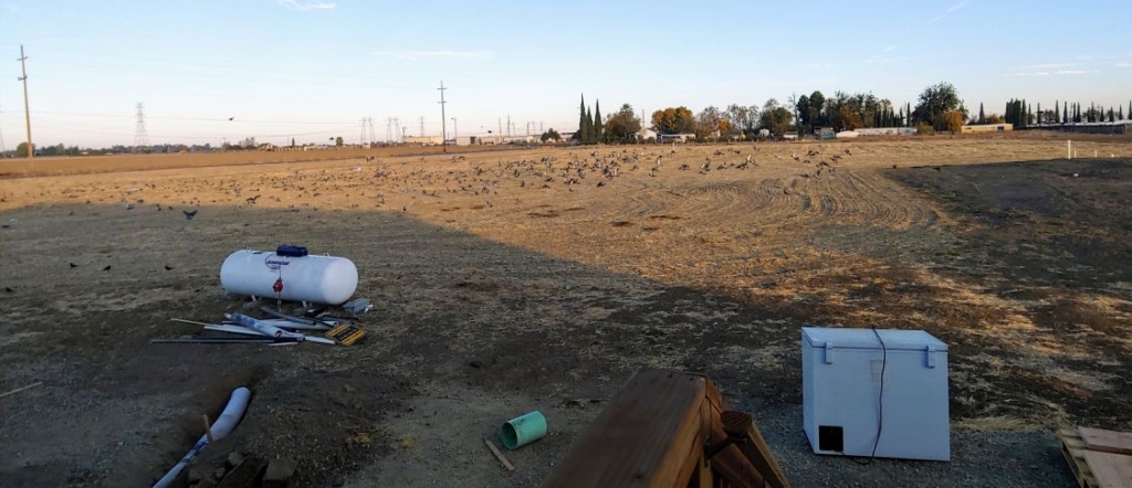 country field with thousands of birds