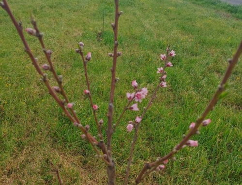 Spring is in the trees