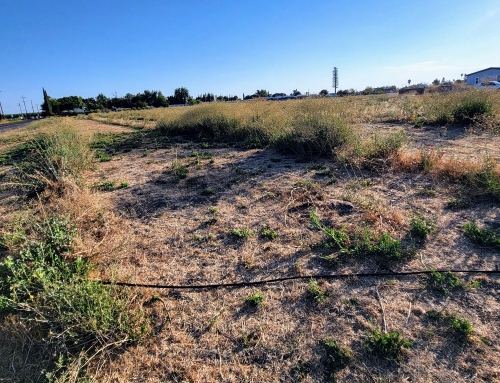 5 Acres of Olives – Weed abatement